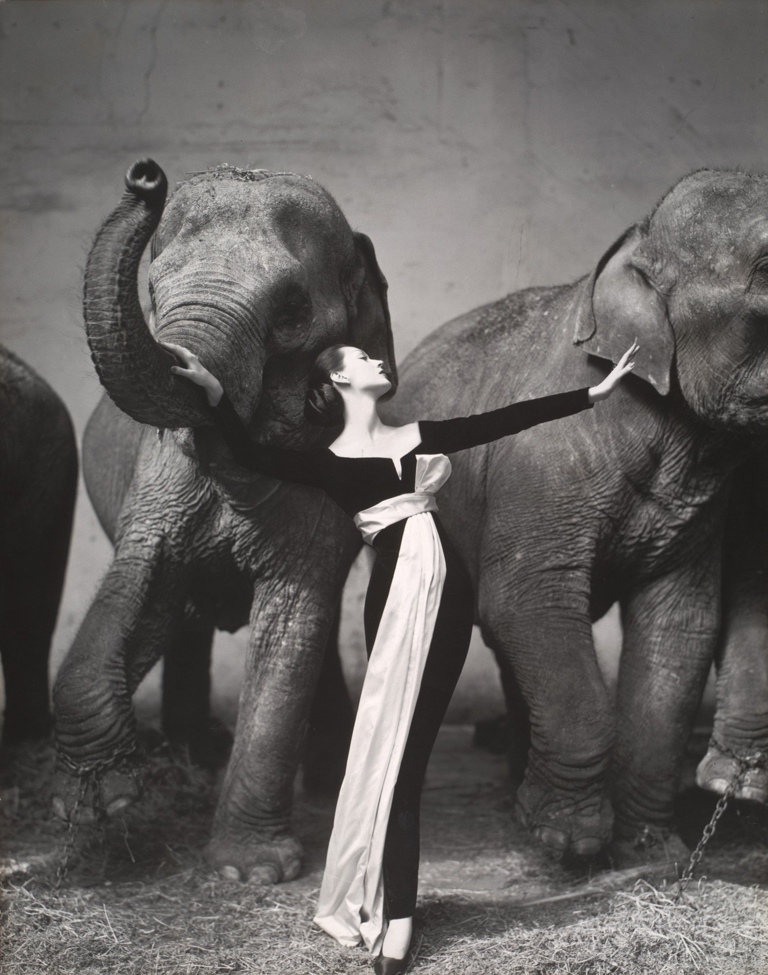 Dovima con elefantes, vestido de Dior, fotografía de Richard Avedon, 1955